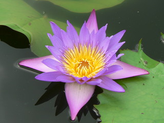 Violette Seerose