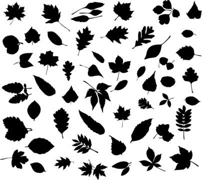 Collection of autumn Leaves