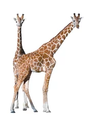 Papier Peint photo autocollant Girafe Jeune couple girafe isolé sur fond blanc