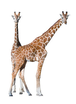Young giraffe couple isolated over white background