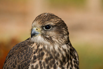 falcon #1