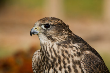 falcon #2