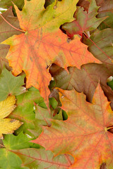 Colorful autumnal leaves