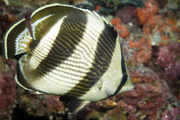 Banded Butterflyfish, Chaetodon striatus