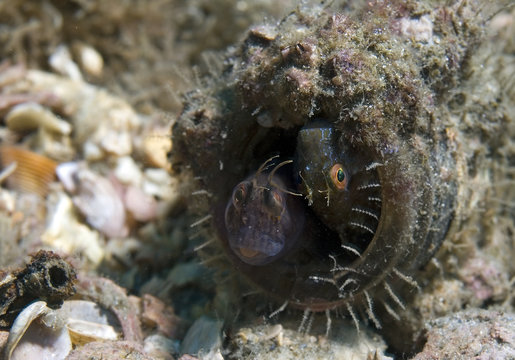 Seaweed Blenny, Parablennius marmoreus