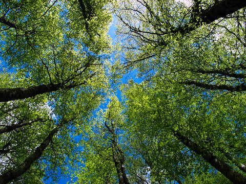 &Aacute;rboles altos en un bosque vistos desde abajo