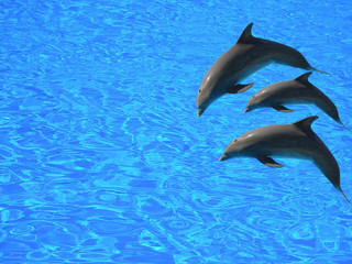 three dolphins