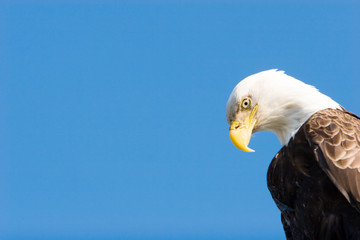 Bald eagle headshot