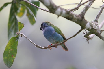 SMALL BIRD UP ON TREE