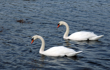 Swans