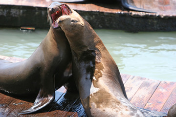 Fototapeta premium Sea lions playing