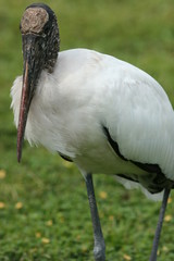 STORK