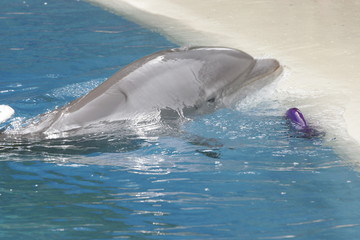 Fototapeta premium DOLPHINS IN TRAINING