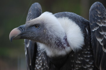 vautour