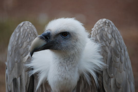 oiseau charognard
