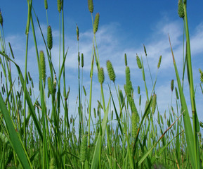 green grass