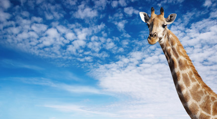 Giraffe's neck against blue sky background