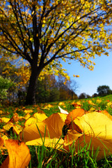 Autumn landscape © Elenathewise