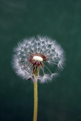 Pusteblume