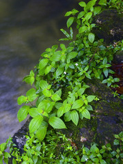 Stream and plant