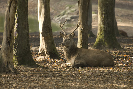 Cerf couch&eacute;