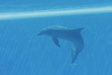 Fototapeta premium DOLPHINS PLAYING UNDERWATER