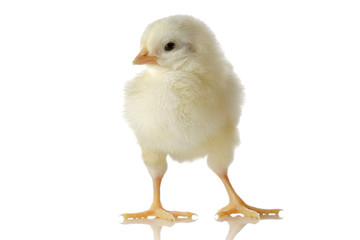 Cute little baby chicken against white background