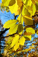 Autumn leaves beauty