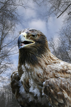 Falcon
