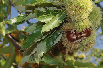 Ch&acirc;taignes sur la branche
