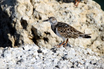 Ruddy Turnstone Wading Bird