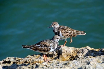 Ruddy Turnstone Wading Birds