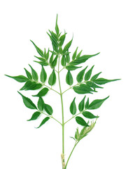 bourgeon terminal de margosier