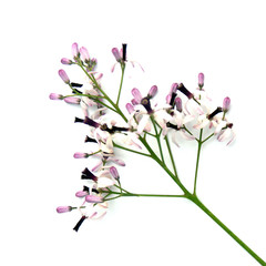 fleurs du margosier, lilas des Indes