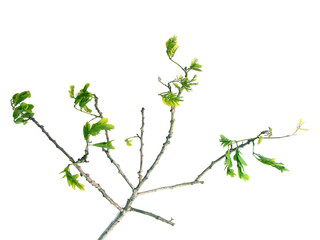 branche de bois noir