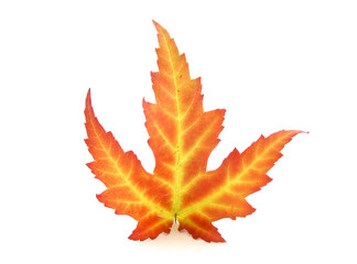Obraz premium Symbol of canadian flag