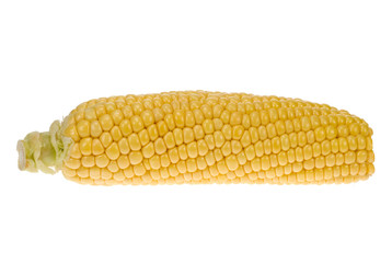 isolated corn