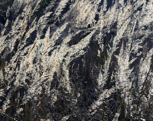 Ornamental grasses