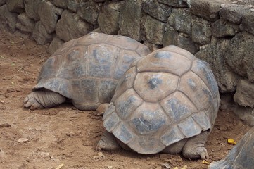 Tortues géantes