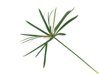 tige de papyrus du Nil