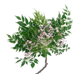 bouquet de lilas des Indes, 