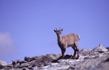 Bouquetin