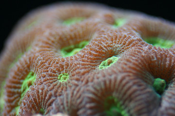 Moon Coral