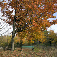 Solitary bench in autumn park