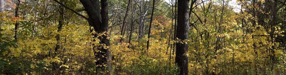 Obraz premium Golden Forest 1