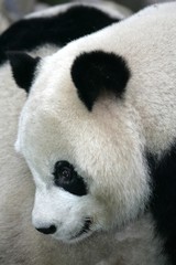 Giant Panda Bear