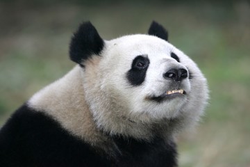 Obraz premium Giant Panda Bear