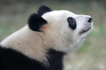Rideaux velours Panda Ours Panda Géant