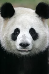 Crédence de cuisine en verre imprimé Panda Ours Panda Géant