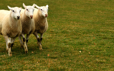 Three Sheep 2